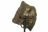 Fossil Sauropod Rib Section with Metal Stand - Colorado #383198-2